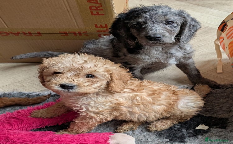 Australian Labradoodle dogs - Advert 1