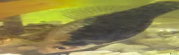 Platies fish for sale: 4 platie fish in Arlesey - Advert 2