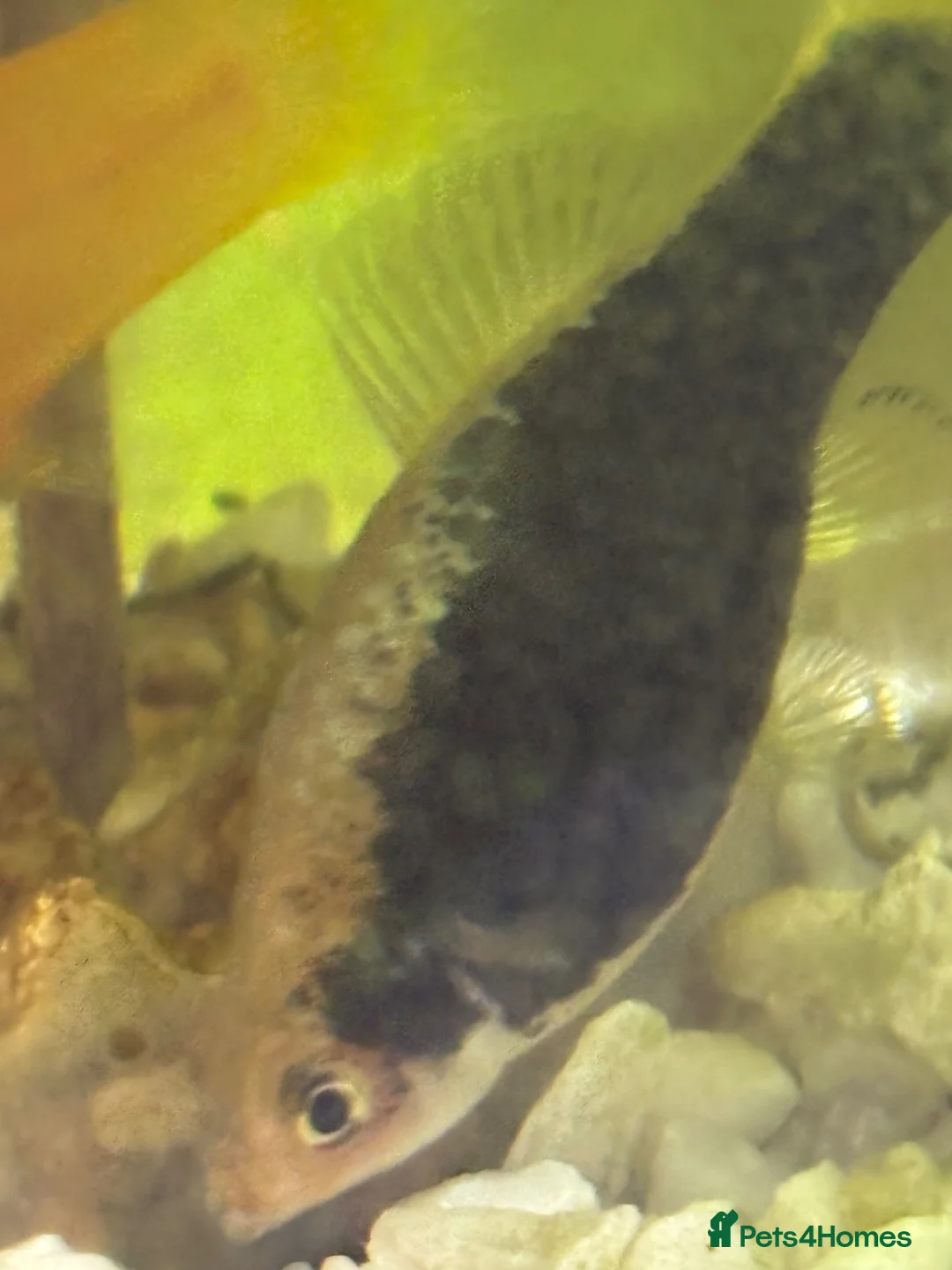 Platies fish for sale: 4 platie fish in Arlesey - Advert 2