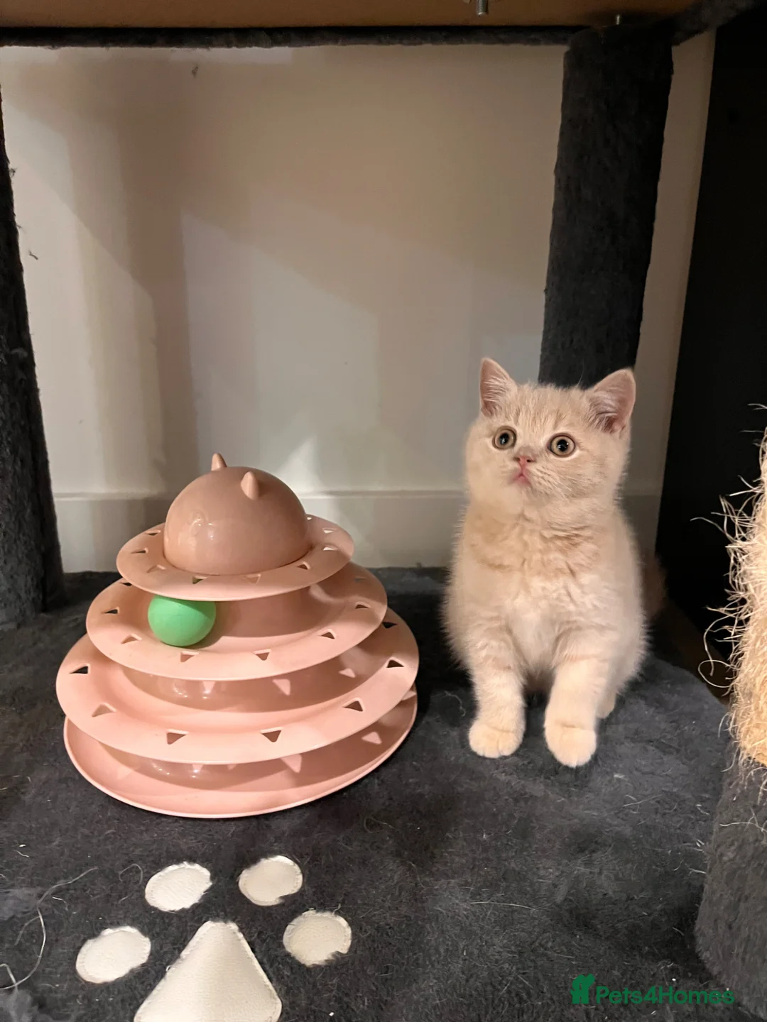 British Shorthair cats for sale: British Shorthair Girl 🌸 - Advert 2