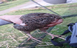 Mixed Breed birds for sale: Coturnix Quail eggs - Image 7