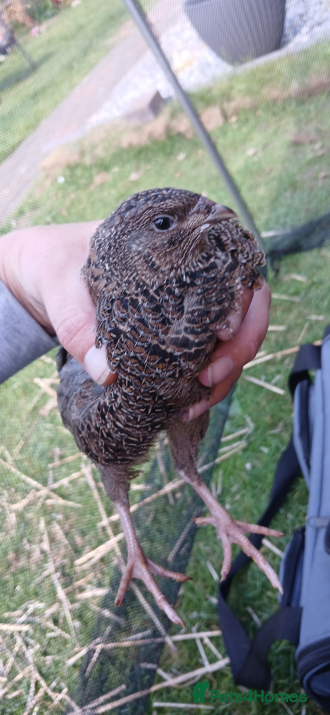 Mixed Breed birds for sale: Coturnix Quail eggs - Image 7
