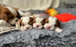 Cavalier King Charles Spaniel dogs for sale: All correct health test taken !  - Image 7