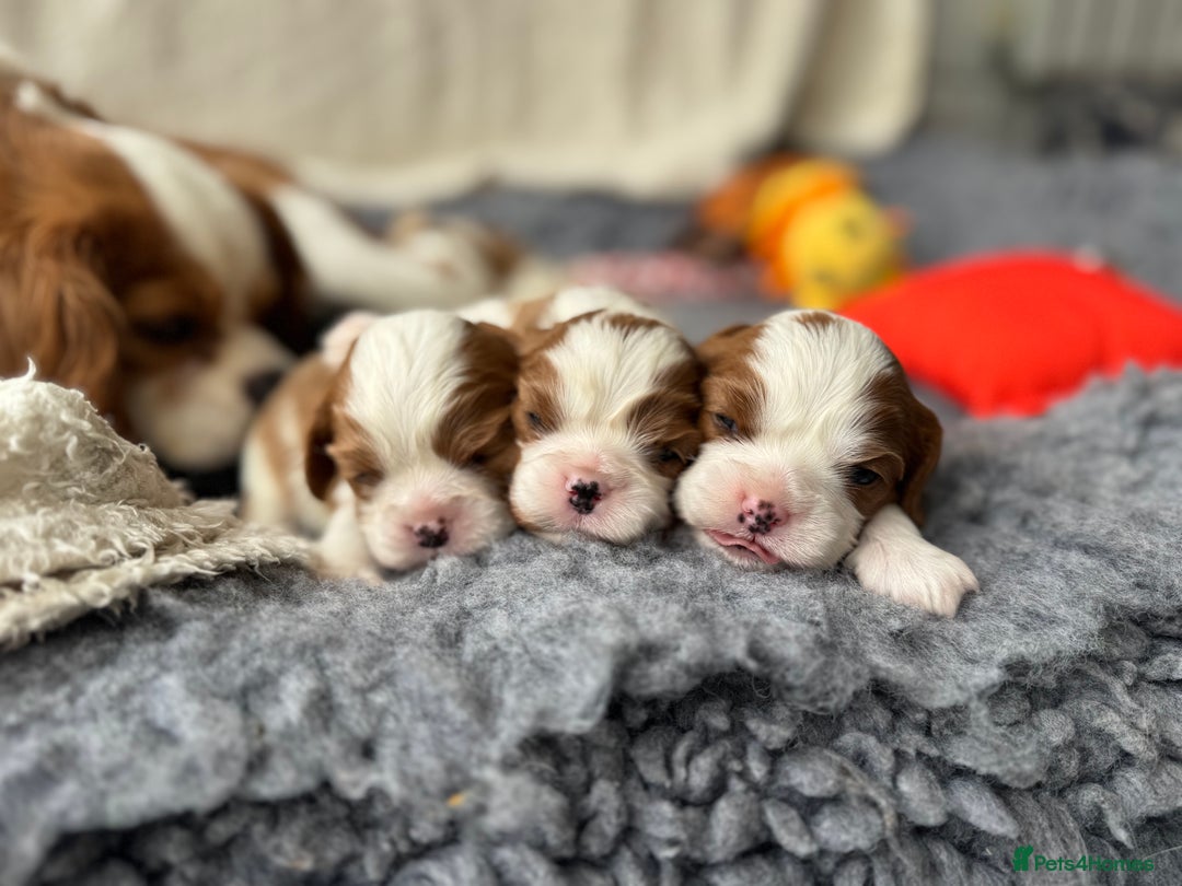 Cavalier King Charles Spaniel dogs for sale: All correct health test taken !  - Image 7