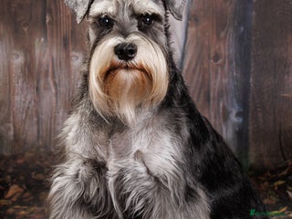 Miniature Schnauzer dogs in Cambridge - Advert 2