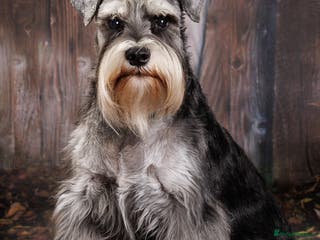 Miniature Schnauzer dogs Handsome black and silver Miniature Schnauzer in Cambridge - Advert 1