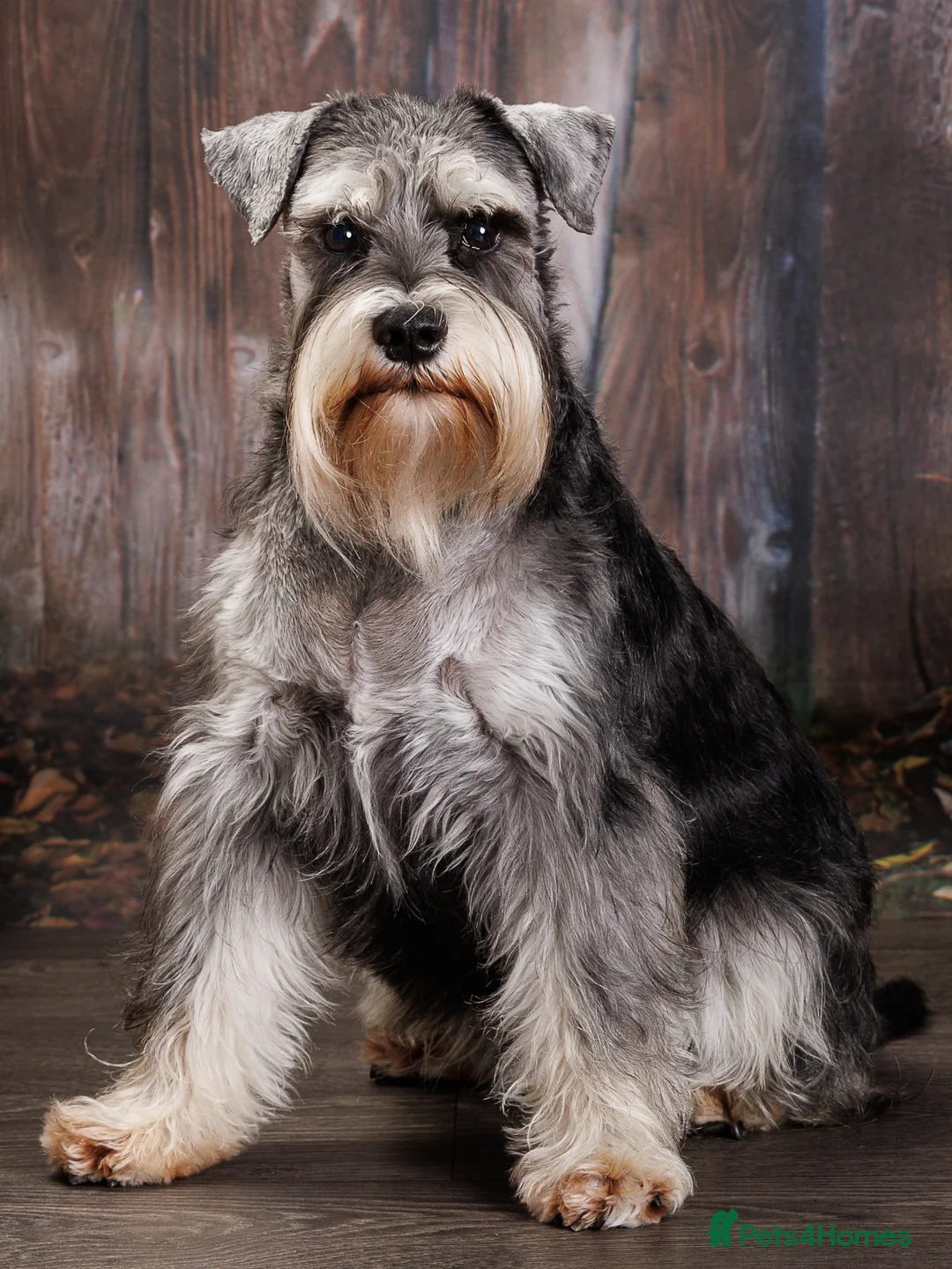 Miniature Schnauzer dogs for stud: Handsome black and silver Miniature Schnauzer  in Cambridge - Advert 6