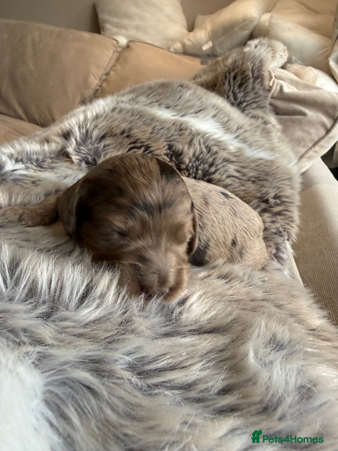 Cockapoo dogs for sale: Merle F1B Cockapoo Puppies - Image 4