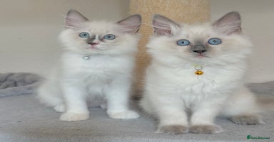 Ragdoll cats - Advert 14