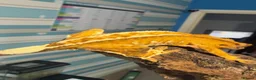Gecko reptiles for sale: CRESTED GECKOS £80 each  - Advert 10