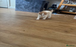 Domestic Shorthair cats for sale: 7 kittens ready to go 21 September  - Image 13