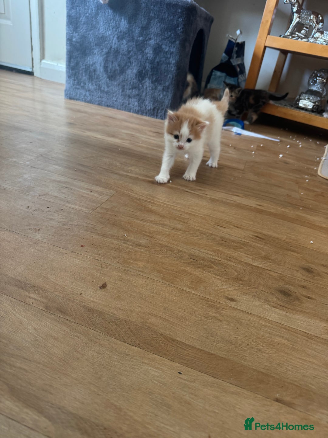 Domestic Shorthair cats for sale: 7 kittens ready to go 21 September  - Image 13