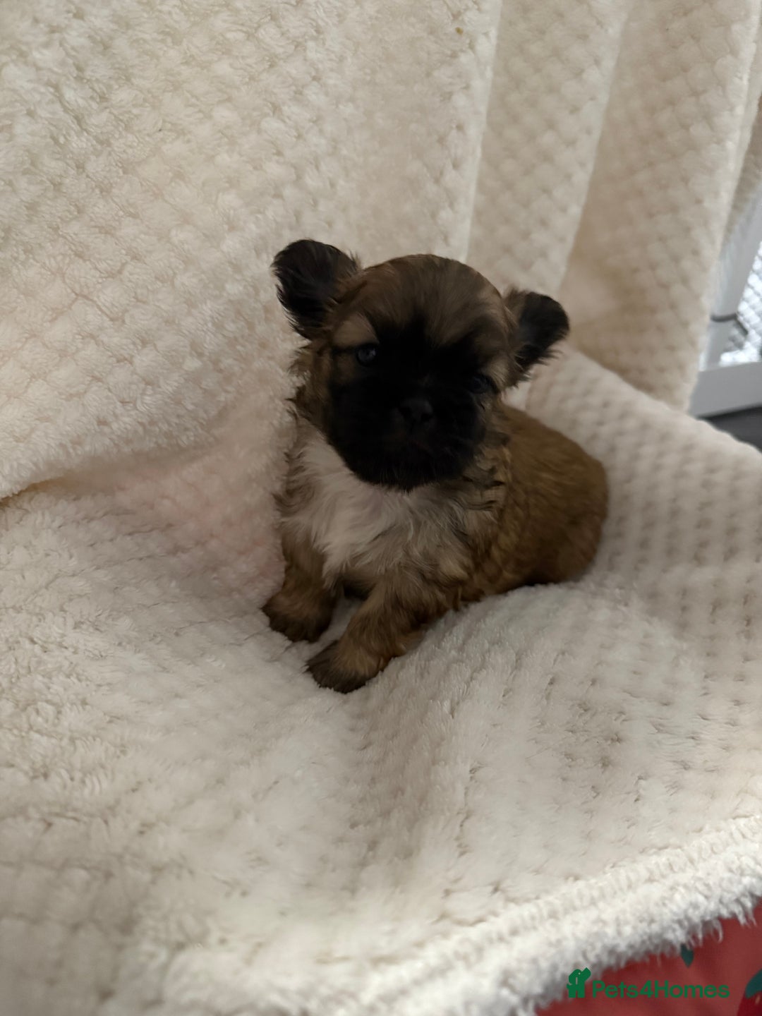 Shih Tzu dogs for sale: Shih tzu puppies  - Advert 12