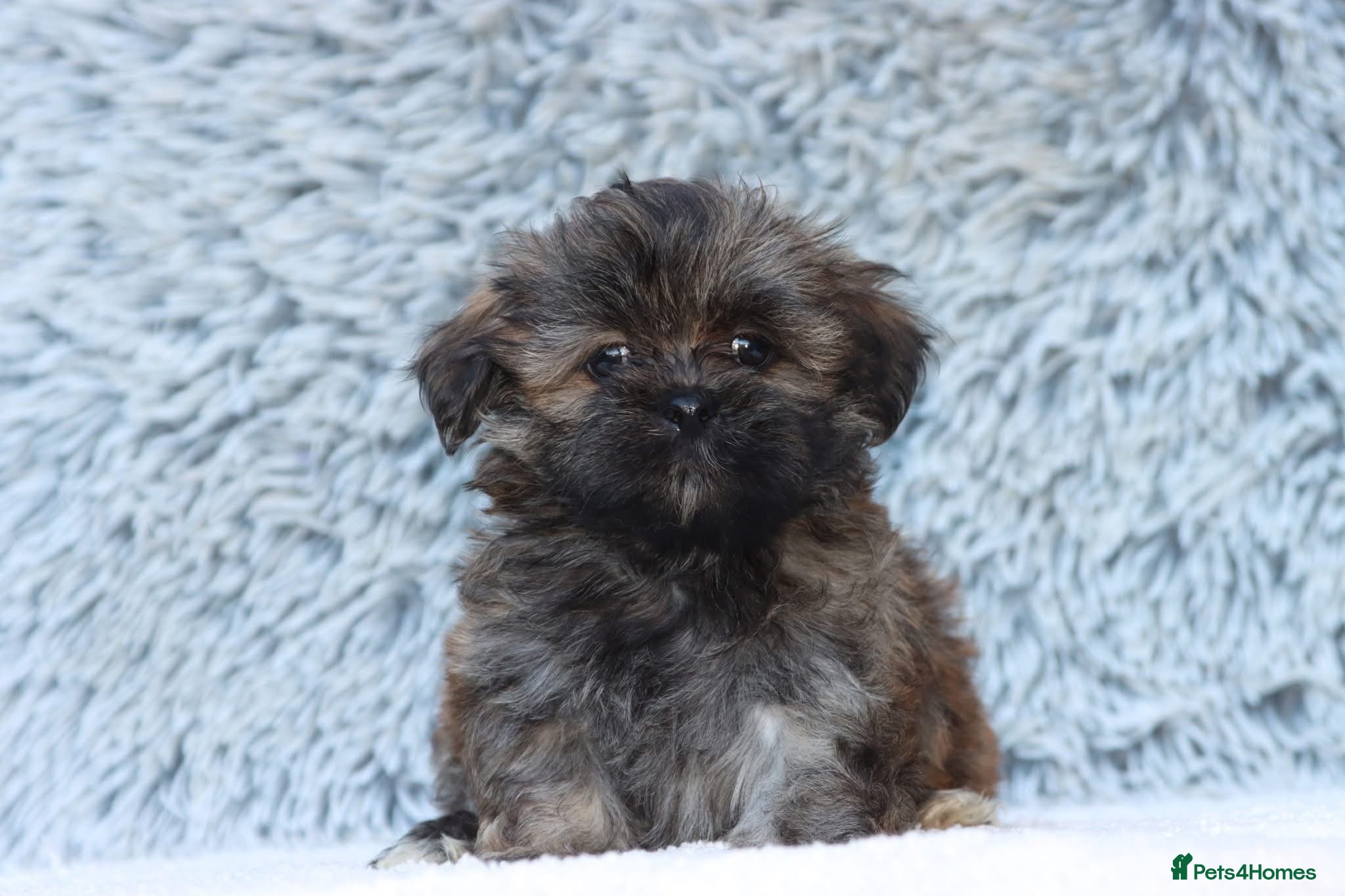 Lhasa Apso dogs READY NOW 4 beautiful male lhasa Apso puppies  - Advert 2