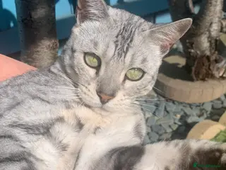 Bengal cats Beautiful silver female Bengal - Advert 1