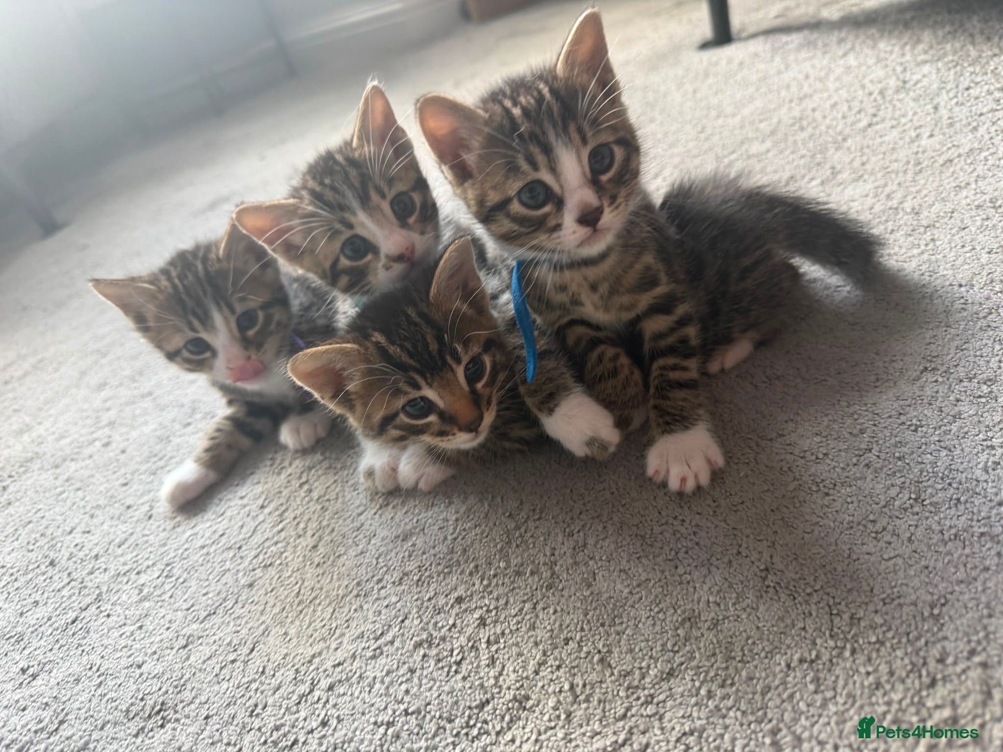 Bengal cats 4 x Beautiful Male Bengal Cross - Advert 2