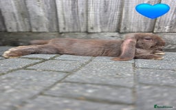 French Lop rabbits for sale: Giant french lops - Image 1
