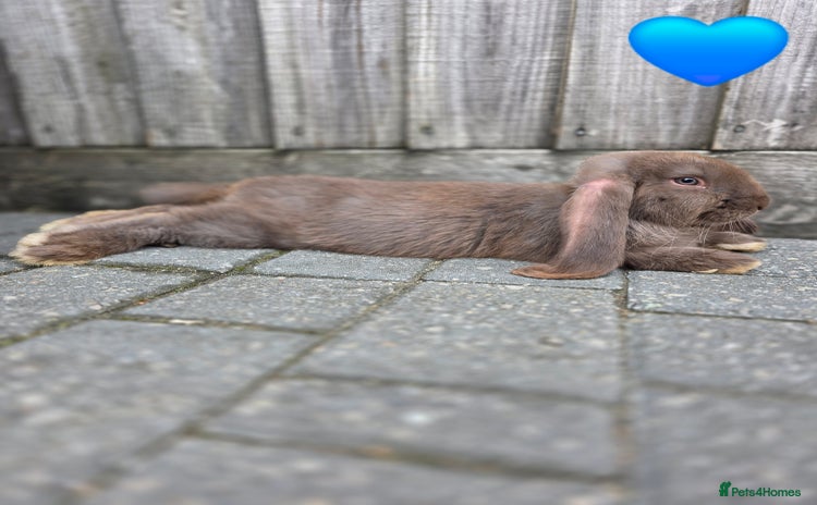 French Lop rabbits for sale - Advert 1
