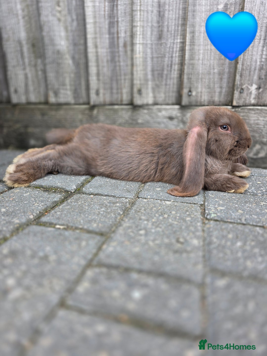 French Lop rabbits for sale: Giant french lops - Image 1
