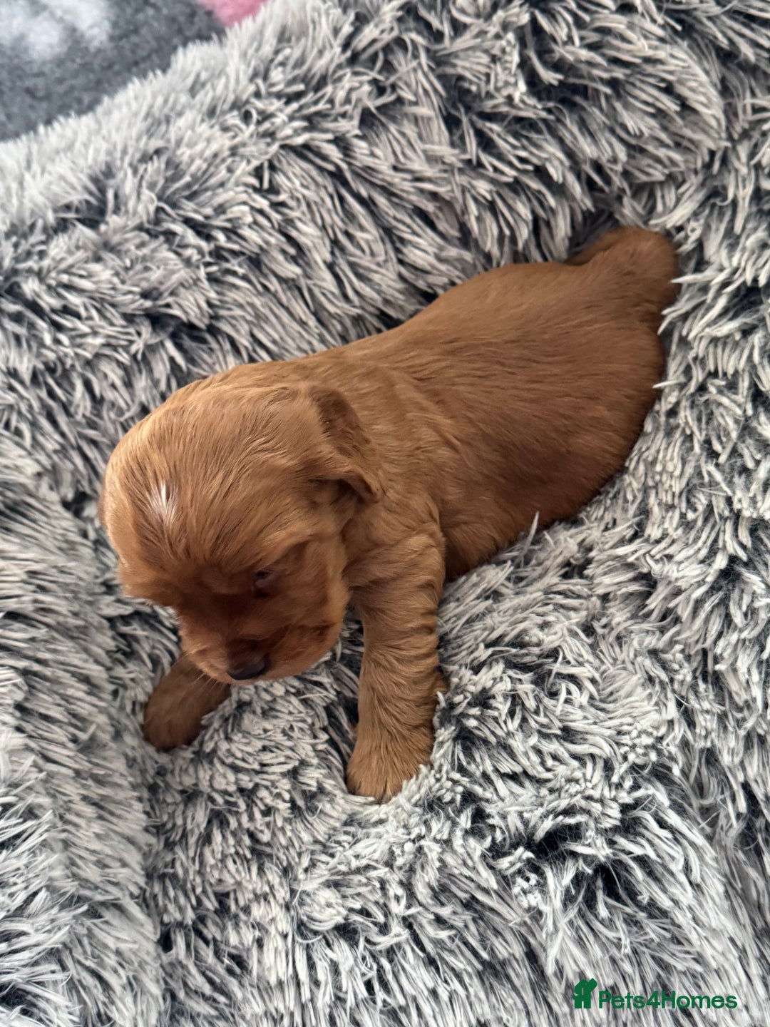 Cocker Spaniel dogs for sale: Show Type Cocker Spaniel Puppies – Girls Only - Advert 7
