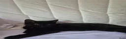 Mixed Breed cats for sale: 2 female kittens  in High Wycombe - Advert 6