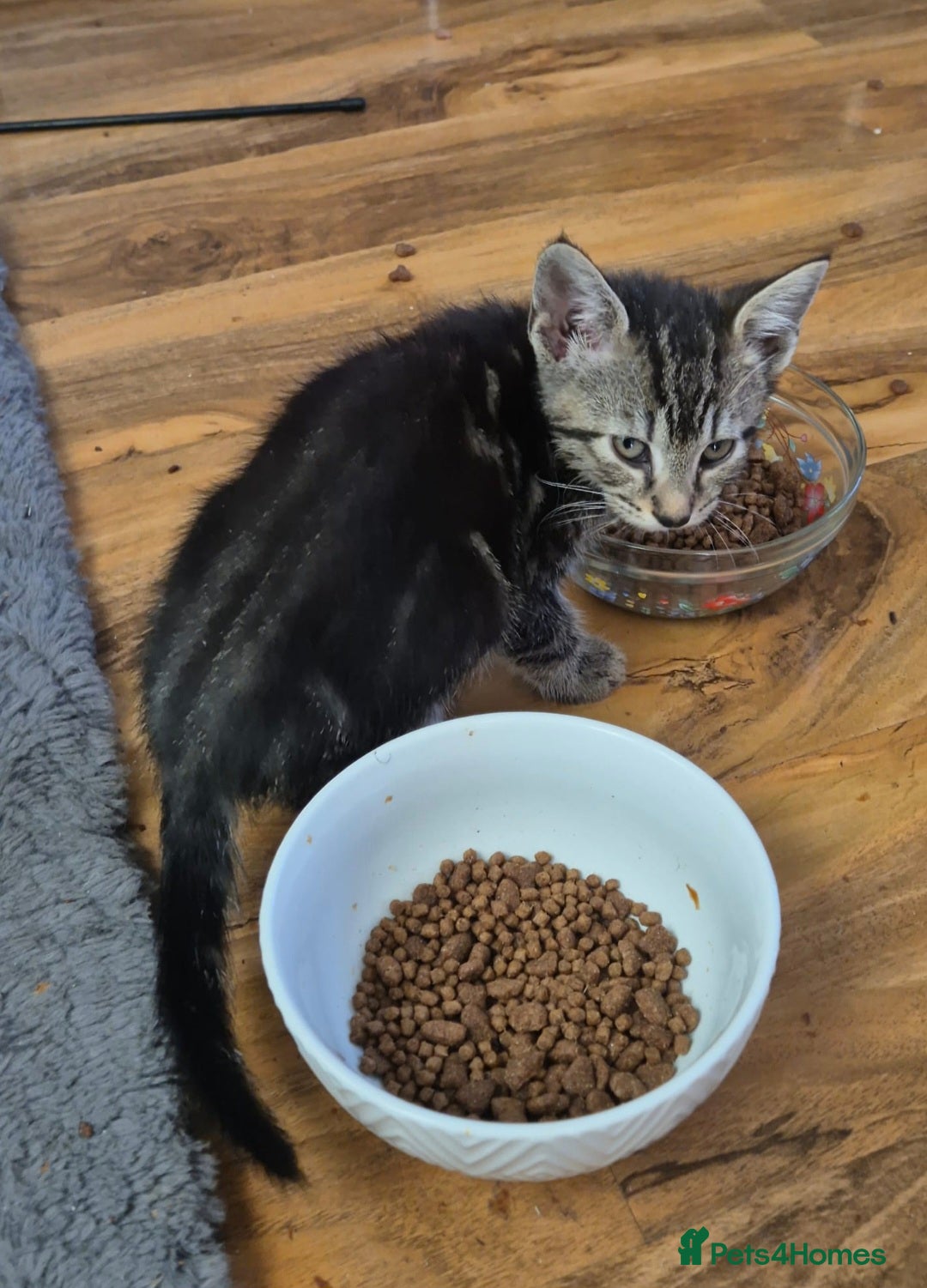 Mixed Breed cats for sale: Adorable 7 Mixed Breed Kittens 🐾 - Image 26