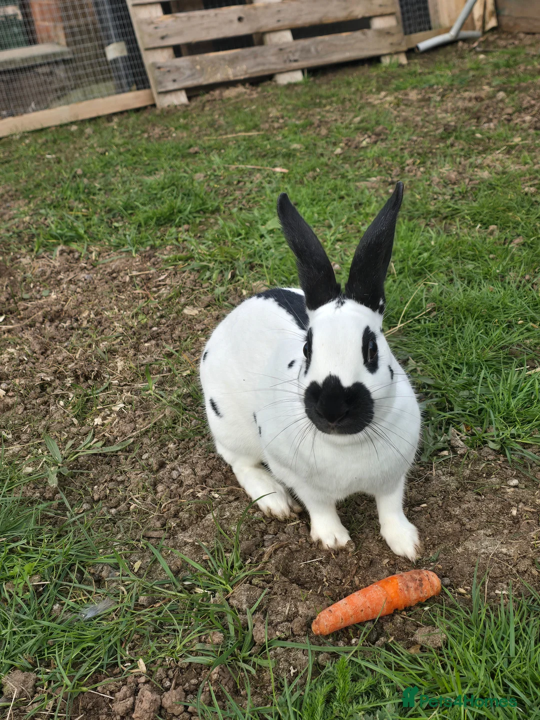 Continental Giant rabbits for sale: ready to go. - Advert 2
