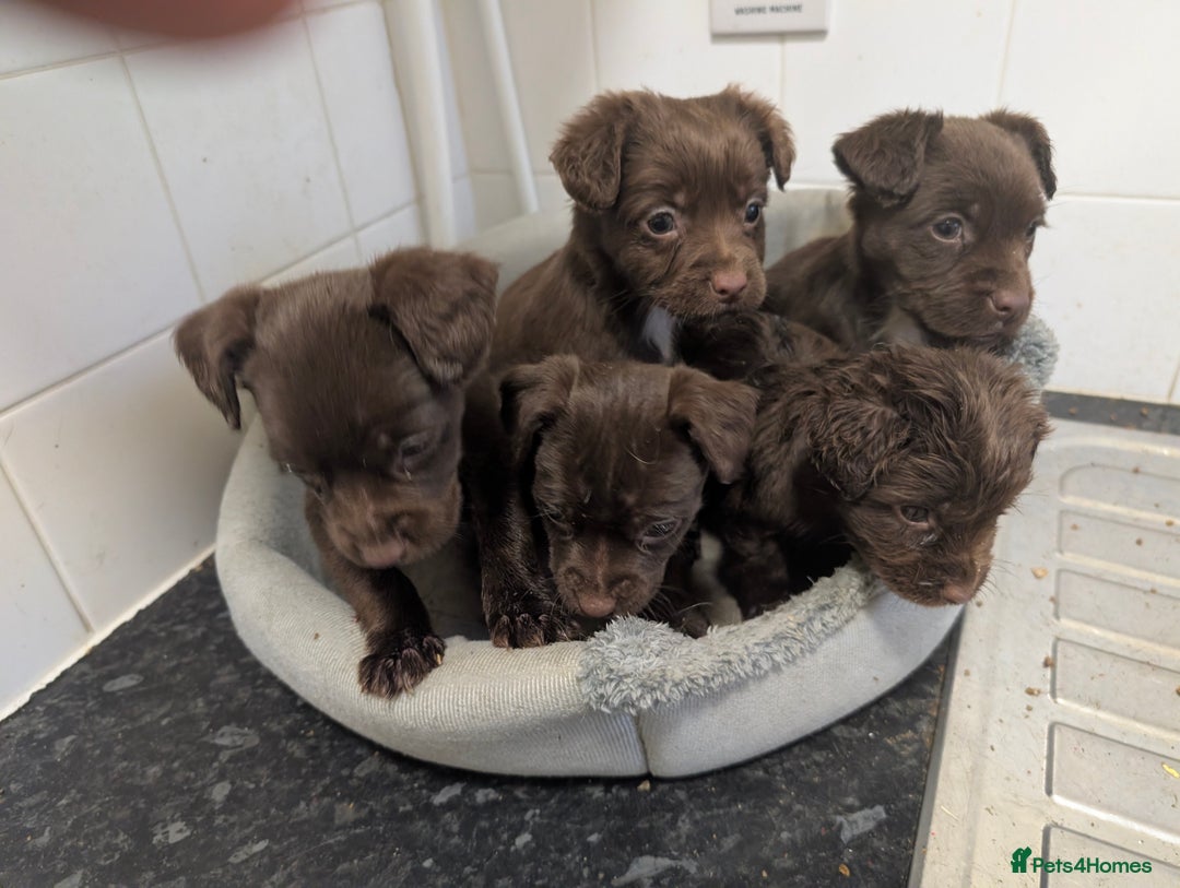Mixed Breed dogs for sale: Small Jack X spaniel Puppies Ready For New Home  - Advert 3