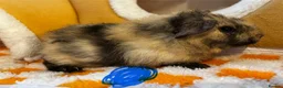 Guinea Pig rodents for sale: Female & Male Baby Guinea Pigs - Advert 9