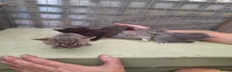 Aegean cats for sale: Agean x kittens for sale  - Advert 5