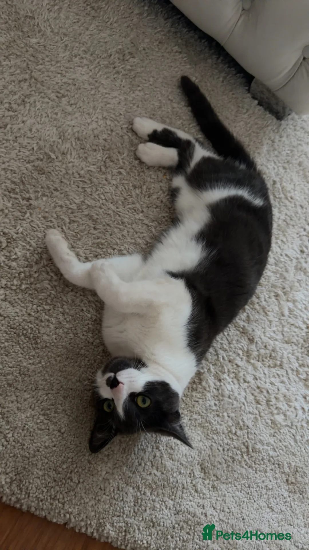 Mixed Breed cats for sale: Female cats  - Advert 2