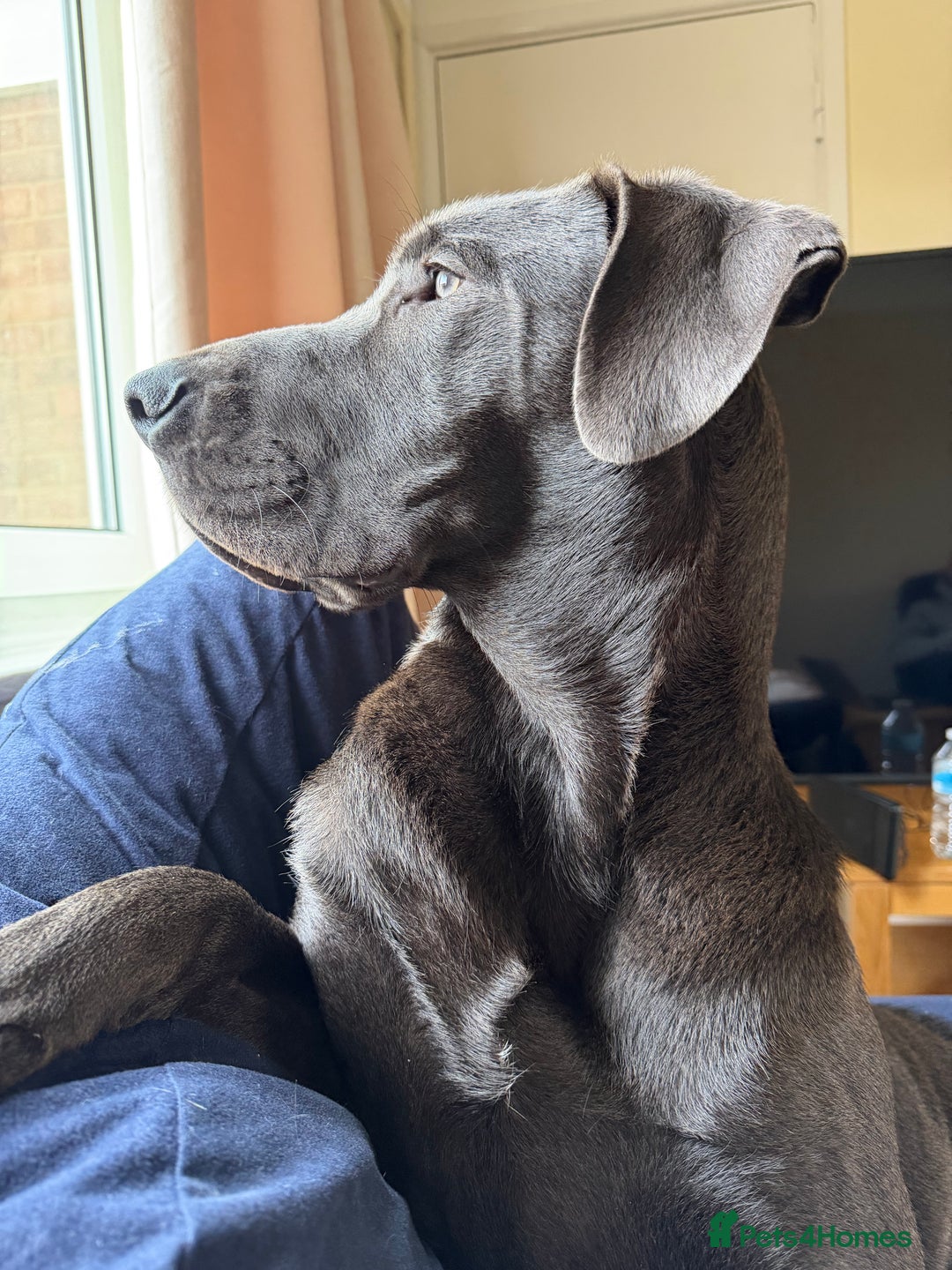Great Dane dogs for sale: Beautiful Great Dane puppy looking for a home - Advert 1