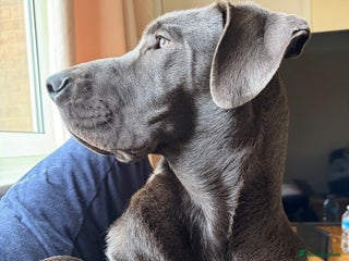 Great Dane dogs Beautiful Great Dane puppy looking for a home - Advert 1