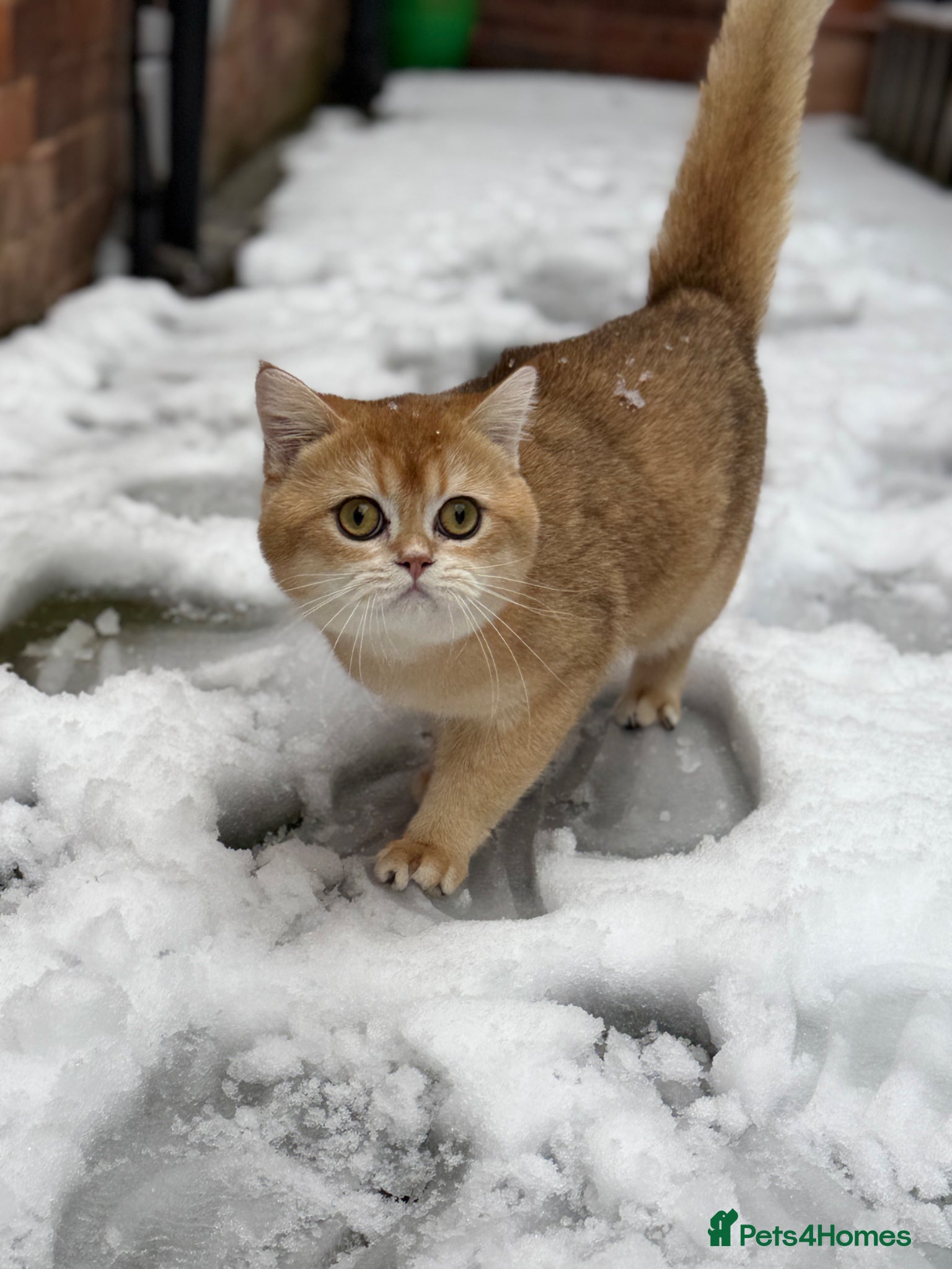 Scottish Fold cats Male Black Golden Tipped Scottish Straight - Advert 2