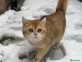 Scottish Fold cats Male Black Golden Tipped Scottish Straight - Advert 1