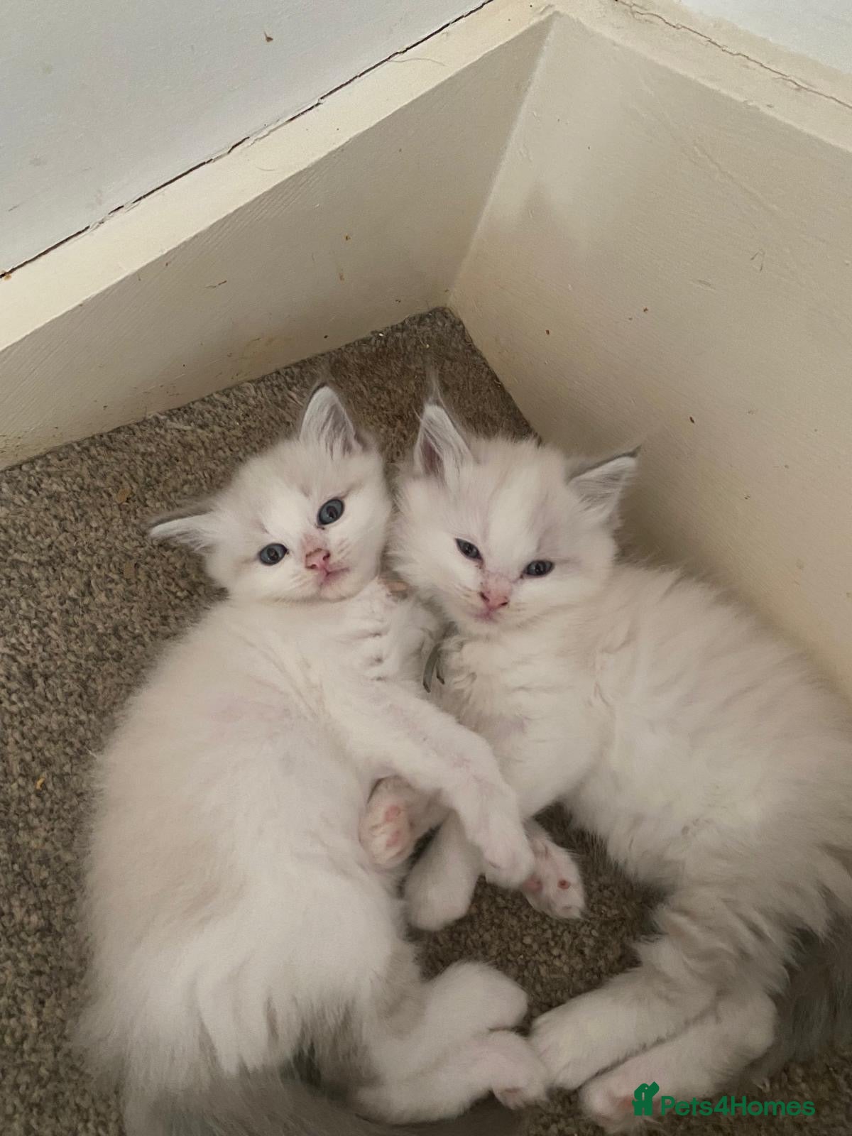 Ragdoll cats Blue lynx bi colour Ragdolls - Advert 6