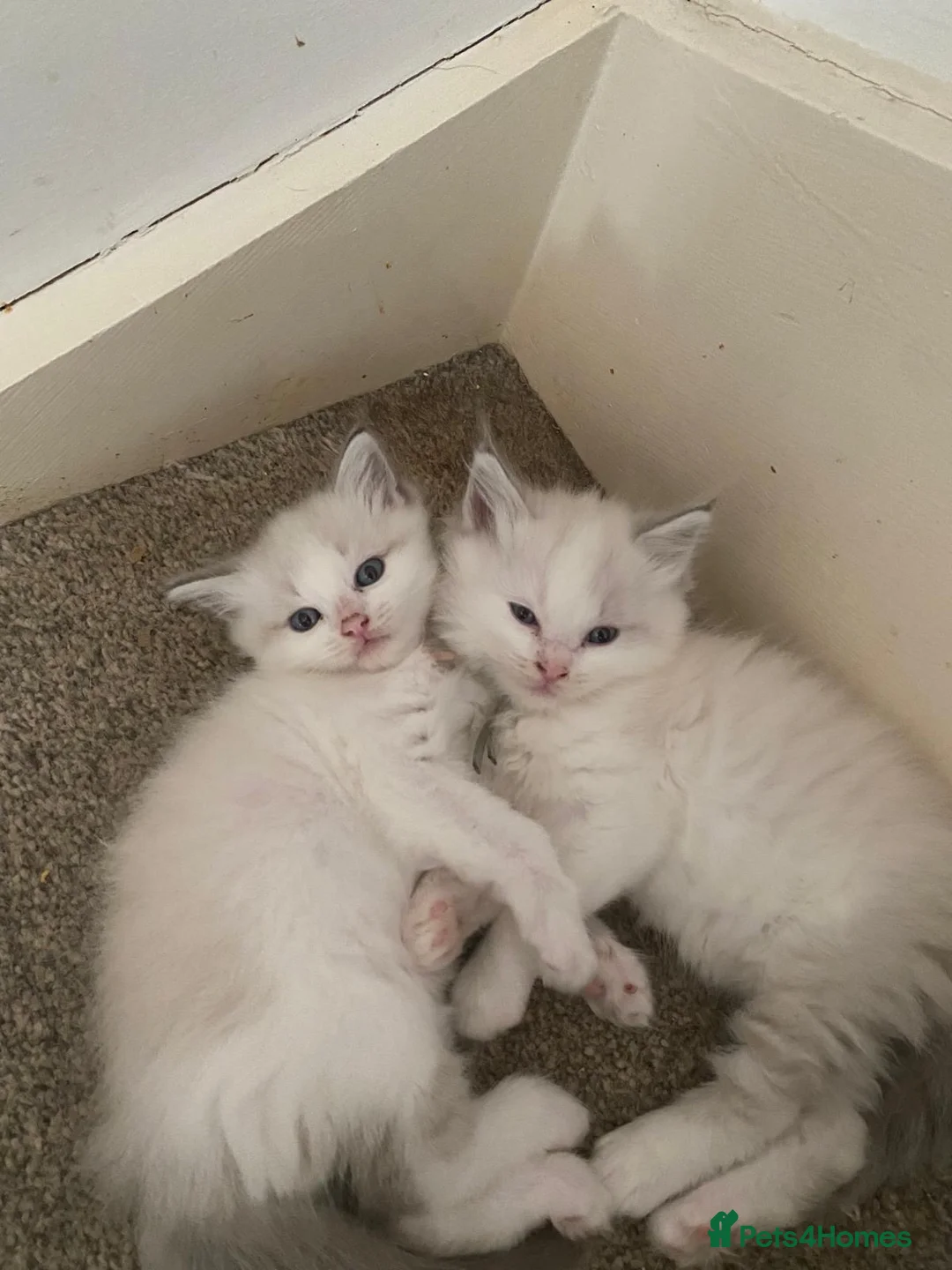 Ragdoll cats for sale: Blue lynx bi colour Ragdolls - Advert 1