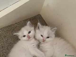 Ragdoll cats Blue lynx bi colour Ragdolls - Advert 6