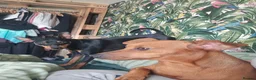 Miniature Pinscher dogs for sale: Adorable miniature pinscher puppies  - Advert 10