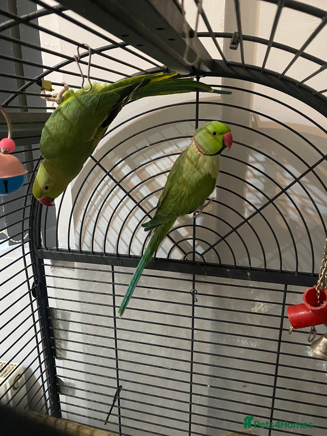 Ringnecks birds for sale: Ringnecks  - Advert 7