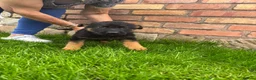 German Shepherd dogs for sale: Stunning Pedigree German Shepherd Puppies!  - Advert 7