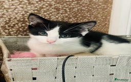 Mixed Breed cats for sale: Beutiful kittens for sale - Image 7