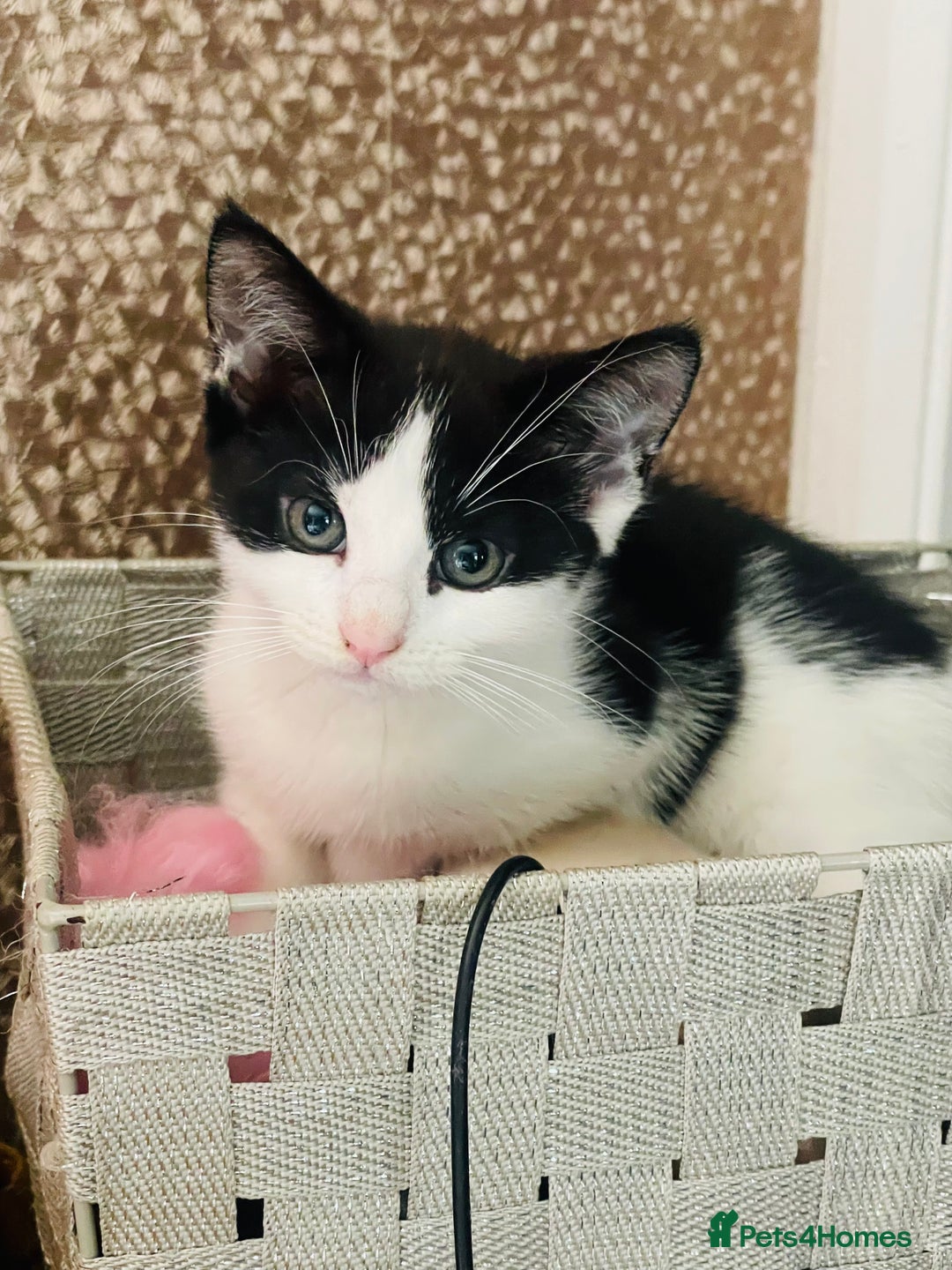 Mixed Breed cats for sale: Beutiful kittens for sale - Image 7