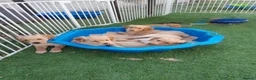 Golden Retriever dogs for sale: Healthy, happy KC reg, Golden Retriever puppies.  - Advert 6