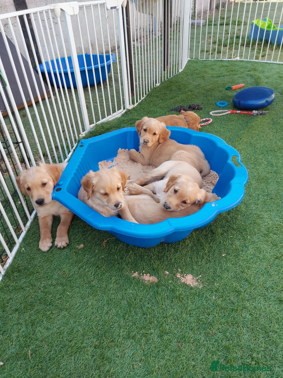 Golden Retriever dogs for sale: Healthy, happy KC reg, Golden Retriever puppies.  - Advert 2