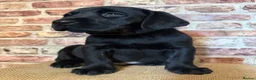 Labrador Retriever dogs for sale: BLACK LAB PUPS 270 CLEAR DNA - READY NOW  - Advert 2