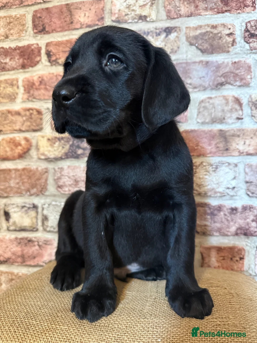 Labrador Retriever dogs for sale: BLACK LAB PUPS 270 CLEAR DNA - READY NOW  - Advert 2