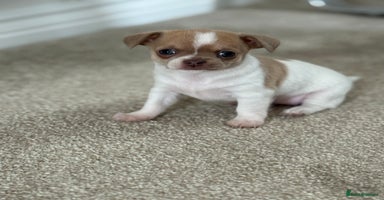 Chihuahua dogs - Advert 11