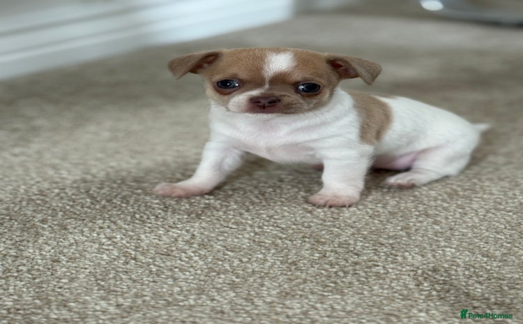 Chihuahua dogs - Advert 9