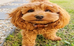 Cavapoo dogs for sale: Zoey a beautiful female Cavapoo puppy  - Image 7